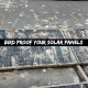 Bird proofing for solar panels