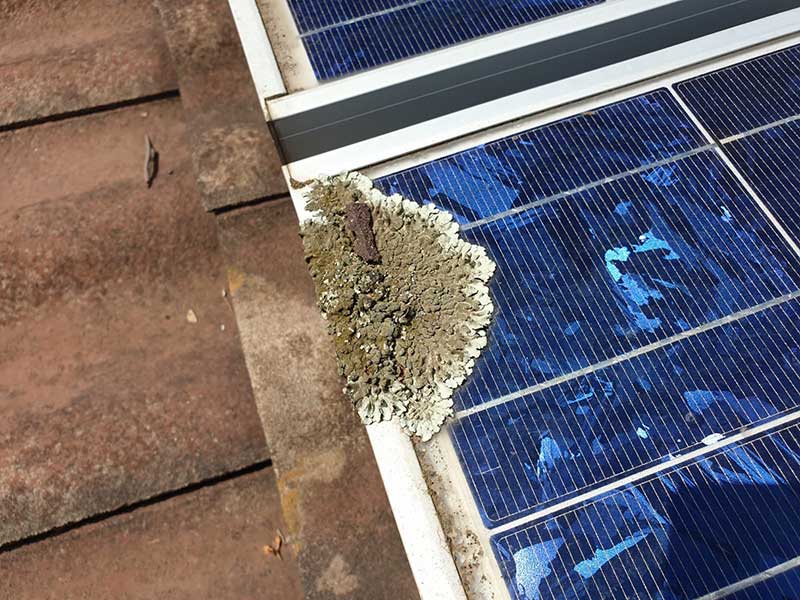 solar panel cleaning
