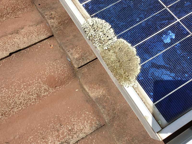 solar panel cleaning